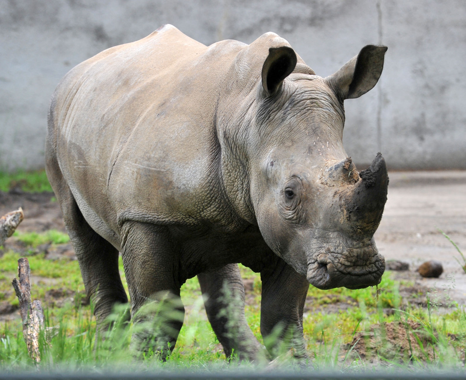 052921-qc-nws-rhino-056